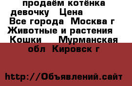 продаём котёнка девочку › Цена ­ 6 500 - Все города, Москва г. Животные и растения » Кошки   . Мурманская обл.,Кировск г.